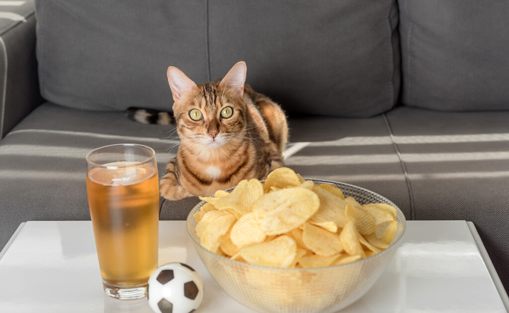 Kun je je kat chips geven? 1 chat chips 055612 1200 738