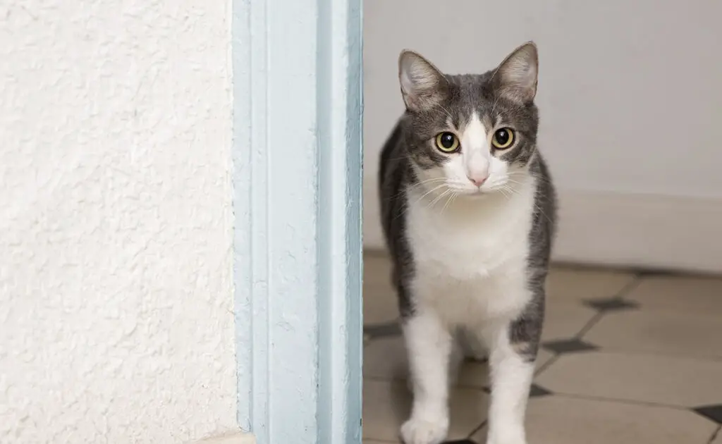 Mijn kat wrijft regelmatig tegen de hoeken van de muren: waarom dit ritueel? 1 chat frotte angle mur 084356 1200 738