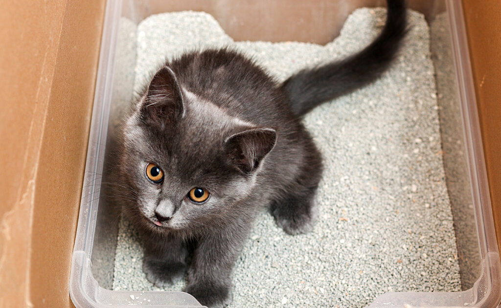 Mijn kat rolt rond in haar kattenbak, schoon of vuil, het maakt niet uit! Waarvoor? 1 chat litiere 070045 1200 738