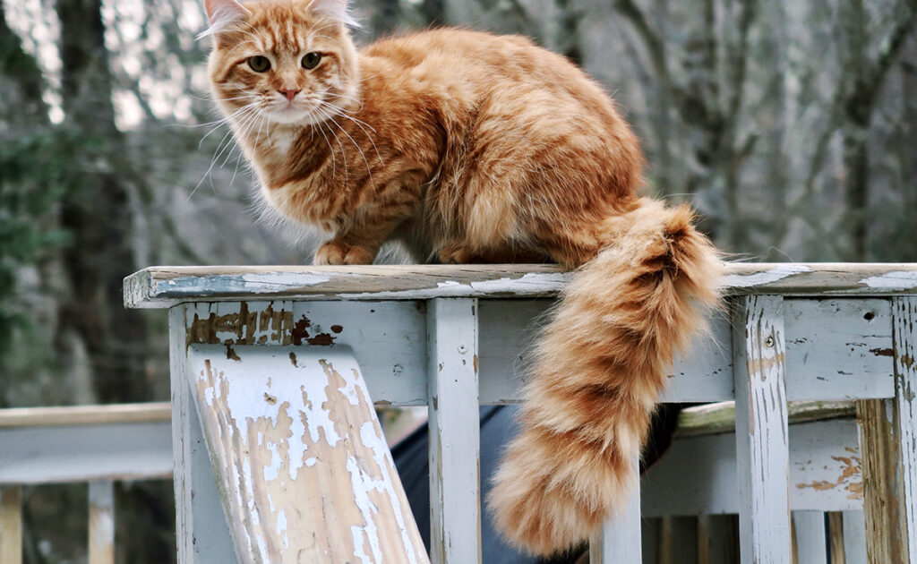 Top 10 kattenrassen met de langste staart! 3 chat longue queue 054933 1200 738