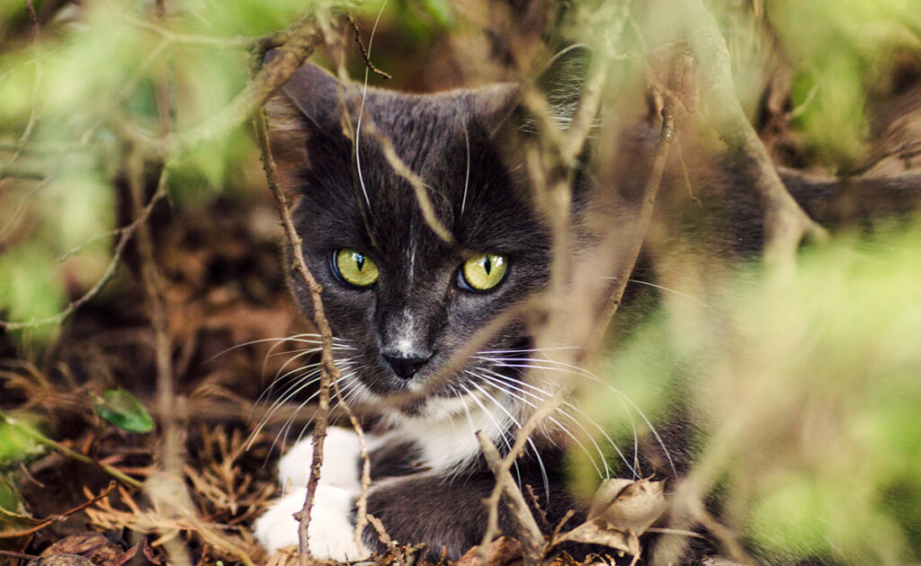 Mijn kat eet spinnen: is dat ernstig? Moeten we ons zorgen maken? 1 chat mange araignee 061356 1200 738