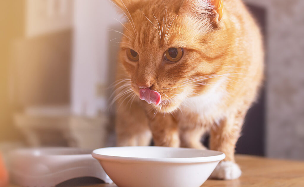 Kun je crème fraîche aan je kat geven? 1 chat mange creme fraiche 062758 1200 738