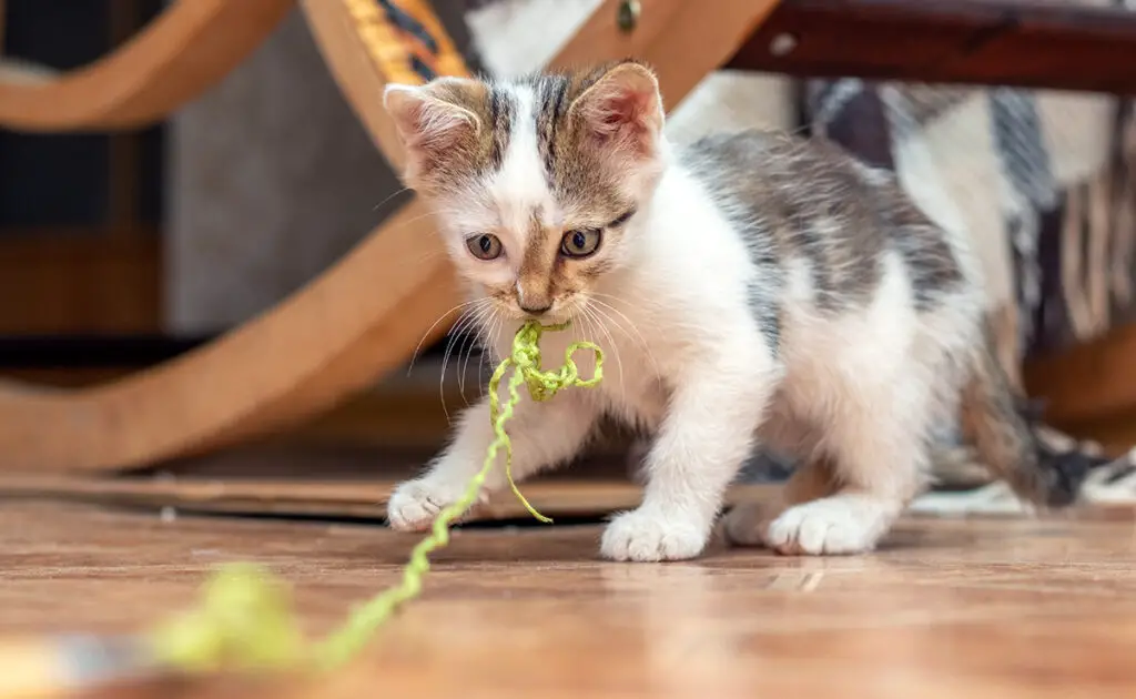Mijn kat heeft een touwtje ingeslikt, is dat ernstig? Wat te doen? 1 chat mange ficelle 063641 1200 738