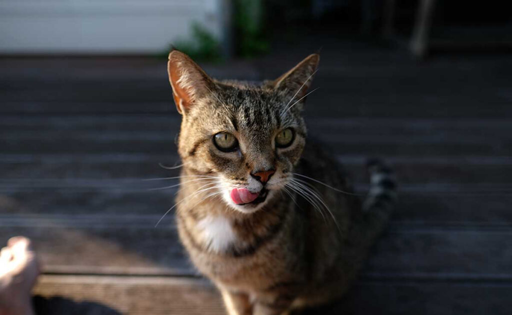 Mijn kat heeft een dode muis opgegeten die zeker vergiftigd was. Moeten we ons zorgen maken? 1 chat manger souris morte 055213 1200 738