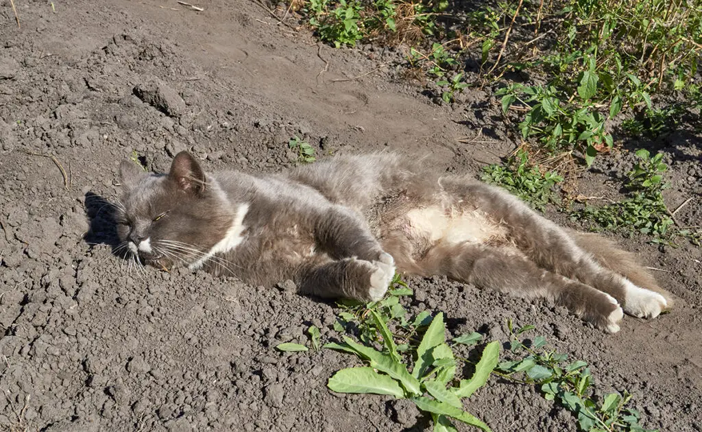 Ik heb mijn kat dood aangetroffen, terwijl het de dag ervoor heel goed met hem ging: welke verklaring? 1 chat mort 054938 1200 738