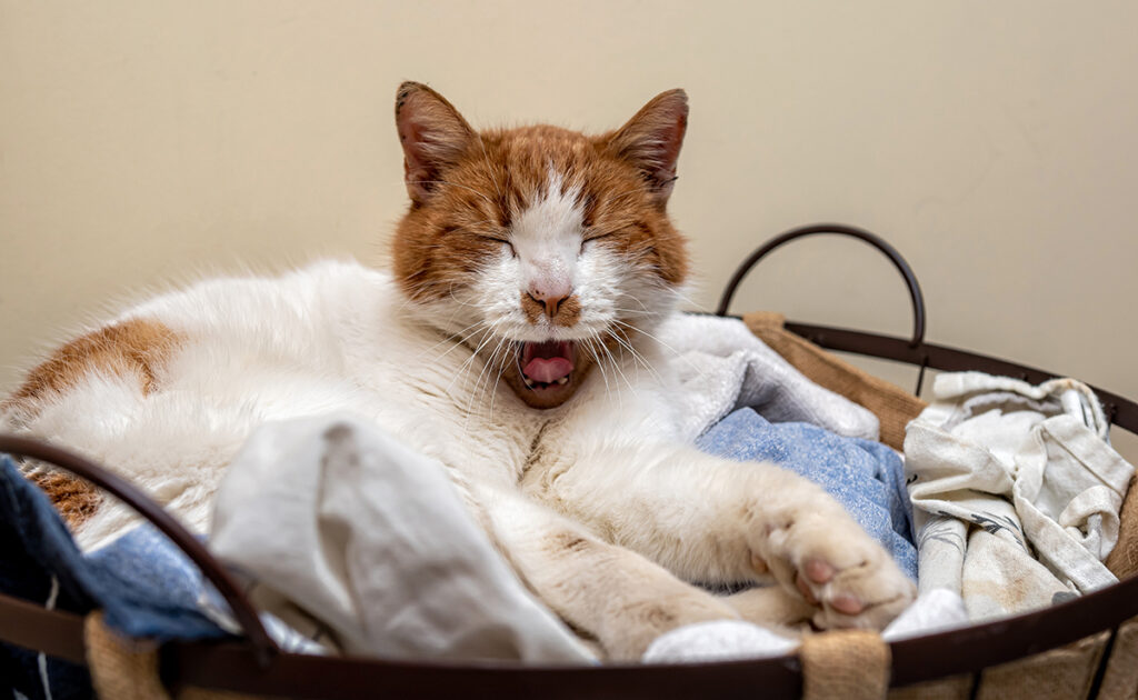 Mijn kat plast op vuile was en alleen daar! Waarom dit gedrag? 1 chat pipi linge sale 062655 1200 738