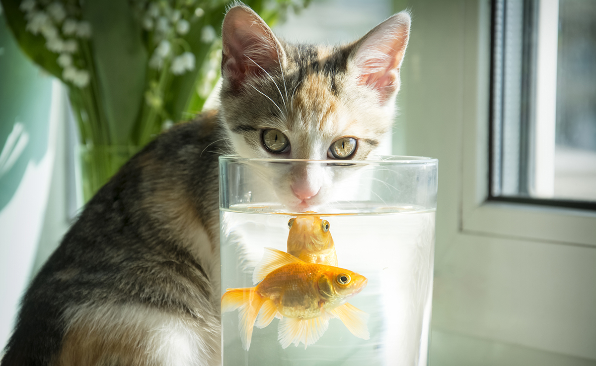 chat poisson rouge 054032 1200 738