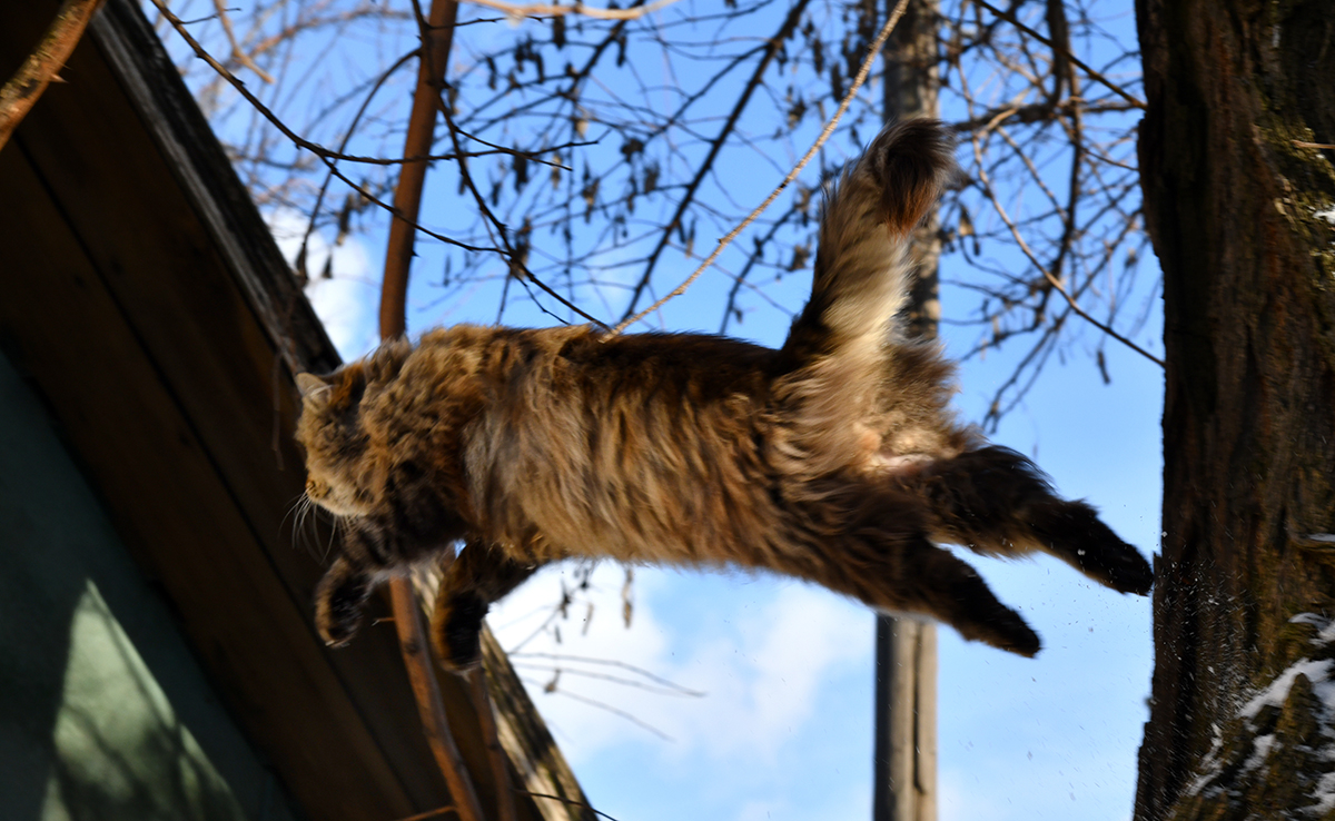 chat rate saut 055730 1200 738