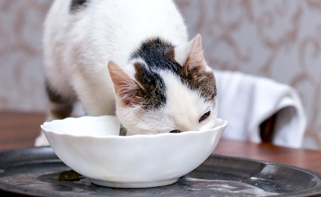 Kun je je kat overgebleven saus te eten geven? 1 chat reste sauce 065335 1200 738