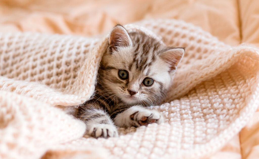 Mijn kitten heeft een luidruchtige ademhaling: moeten we ons zorgen maken? 1 chaton respiration bruyante 062420 1200 738