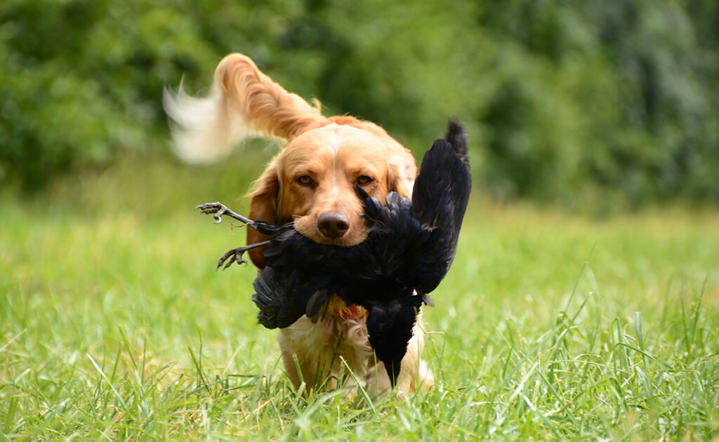 Wat zijn de nadelen van de game retrieverhond, de game retrieverhond en de waterhond? 1 chien gibier 060238 1200 738