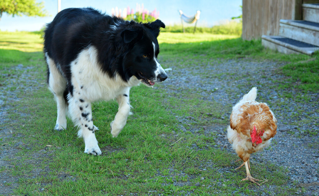 Hoe zorg je ervoor dat kippen en honden samenleven? 10 effectieve tips! 6 chien poule 093308 1200 738