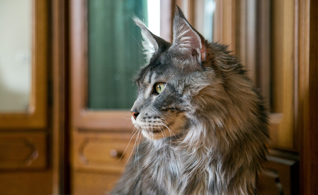 Is het kruisen van twee raskatten mogelijk? Welke resultaten voor toekomstige kittens? 1 croiser chat race 061056 1200 738