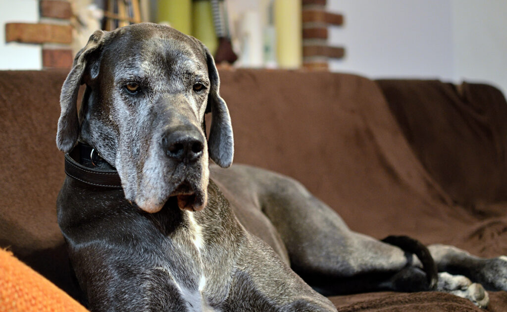 Is de Duitse Dog een hond geschikt voor een gezin met jonge kinderen? 1 dogue allemand enfants 062132 1200 738