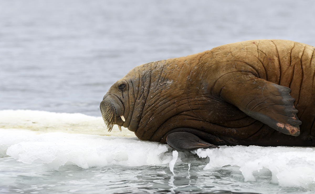 Wat is het verschil tussen een zeehond en een zeeolifant? 5 Zeeolifant