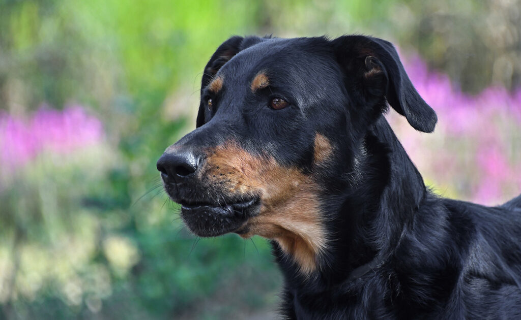 Wat is de levensverwachting van de Beauceron? Hoe lang leeft hij? 2 esperance vie beauceron 062931 1200 738