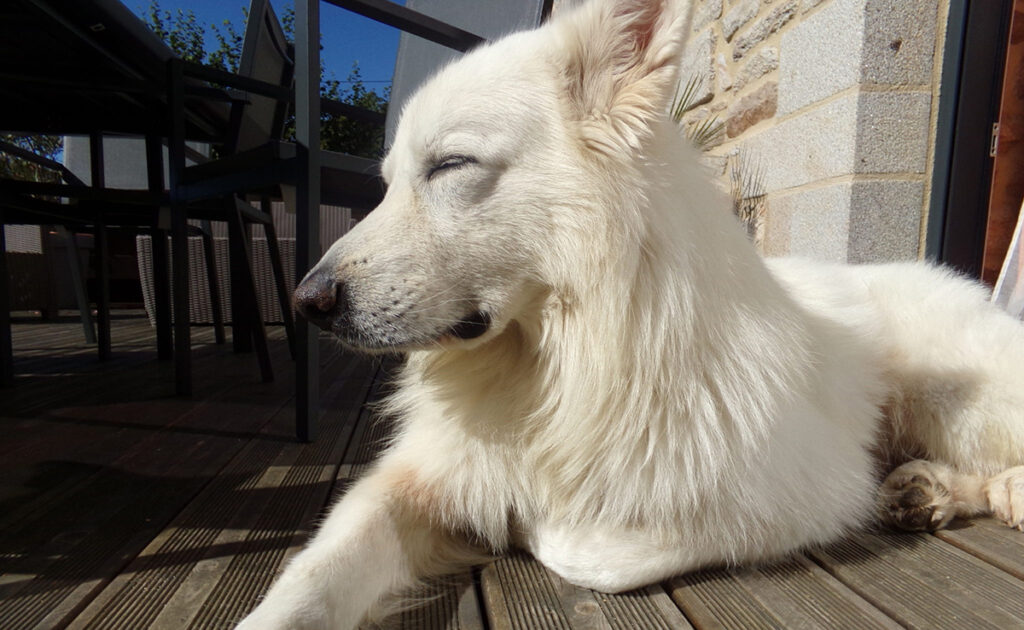 Wat is de levensverwachting van de Berger Blanc Suisse? Hoe lang leeft hij? 1 esperance vie berger blanc suisse 092754 1200 738