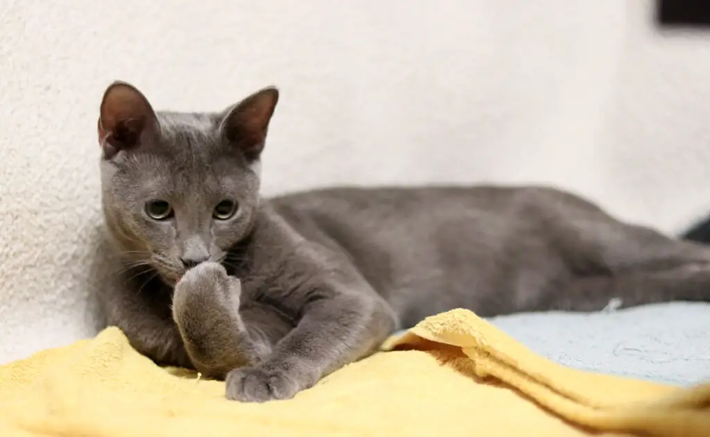 Wat is de levensverwachting van de Blauwe Rus? Hoe lang leeft hij? 1 esperance vie bleu russe 084732 1200 738