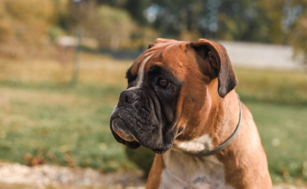Wat is de levensverwachting van een Boxer? Hoe lang leeft hij? 1 esperance vie boxer 065228 1200 738