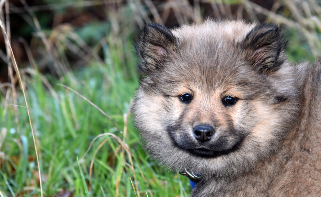 Wat is de levensverwachting van de Eurasier? Hoe lang leeft hij? 3 esperance vie eurasier 061116 1200 738