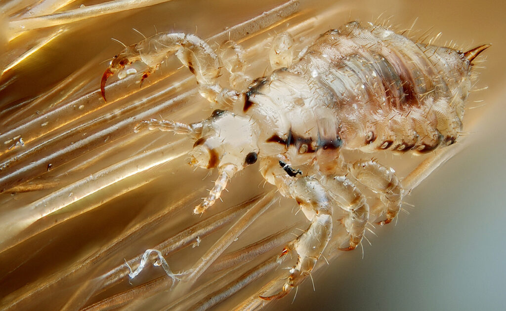 Hoe lang leeft een luis? Welke levensverwachting? 1 esperance vie pou 054310