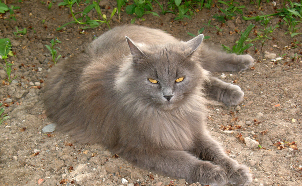 Wat is de levensverwachting van de Siberiër? Hoe lang leeft hij? 1 esperance vie siberien 070610 1200 738