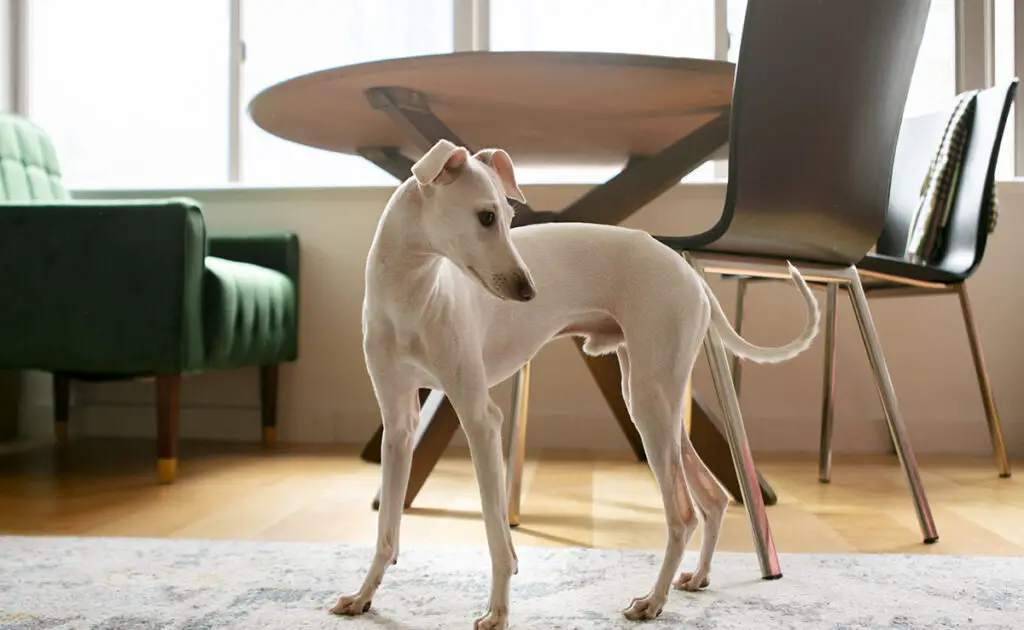 Wat is de levensverwachting van de Whippet? Hoe lang leeft hij? 1 esperance vie whippet 064429 1200 738