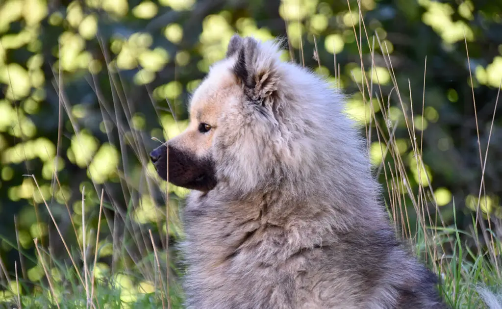 Is de Eurasier een hond geschikt voor een gezin met jonge kinderen? 1 eurasier enfants 090736 1200 738