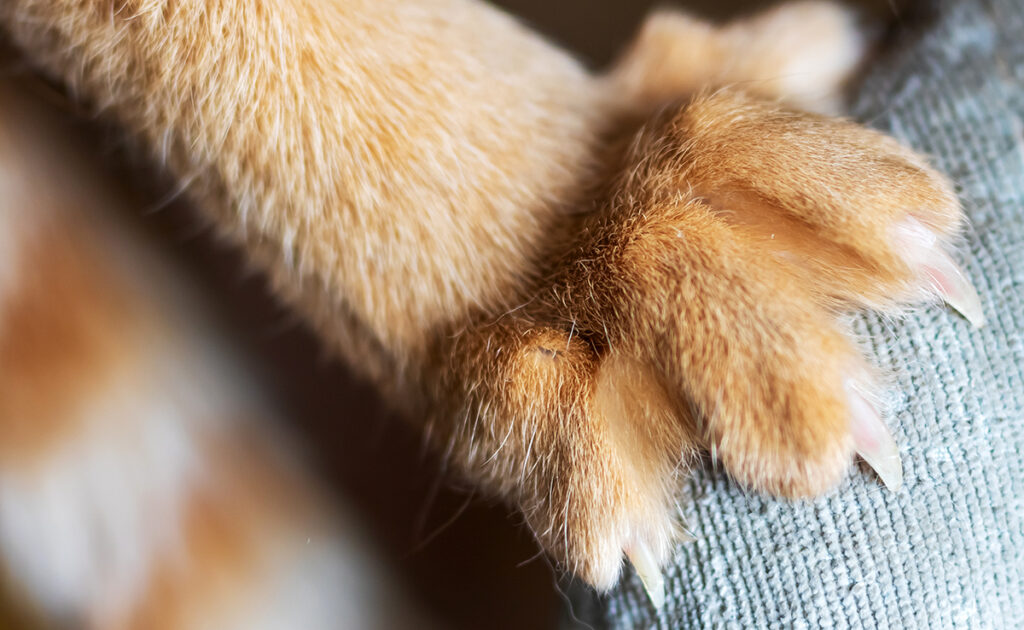 Waarom krabben katten het liefst aan behangmuren en wandkleden? 3 griffe mur 060320 1200 738