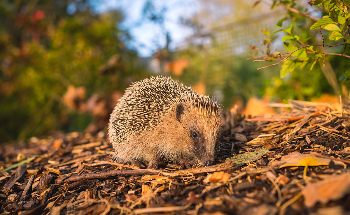 Egels zijn niet bang voor adders, ze zijn immuun voor hun gif: info of gif? 2 Egels zijn niet bang voor adders, ze zijn immuun voor hun gif: info of gif?