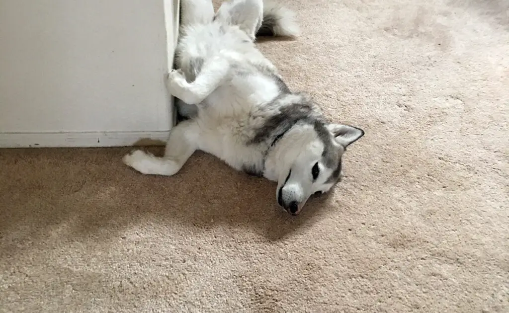 Een Husky adopteren als je in een appartement woont, goed of slecht idee? 1 husky appartement 062943 1200 738