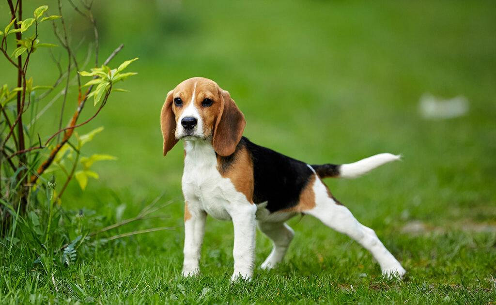 Wat zijn de nadelen van de Beagle? 1 inconvenient beagle 062324 1200 738