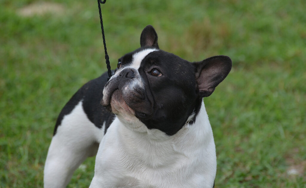 Wat zijn de nadelen van de Franse Bulldog? 2 inconvenient bouledogue francais 064051 1200 738
