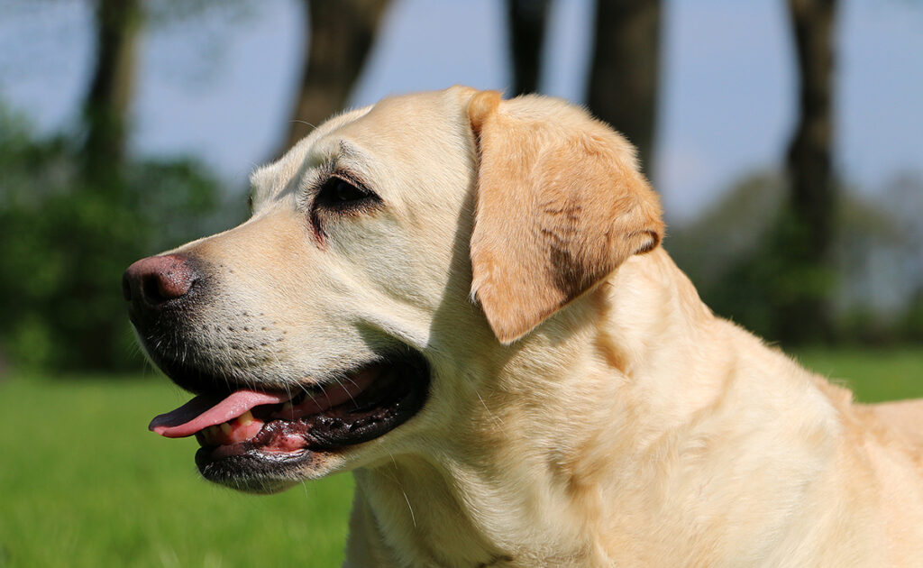 Wat zijn de nadelen van de Labrador? 2 inconvenient labrador 092419 1200 738