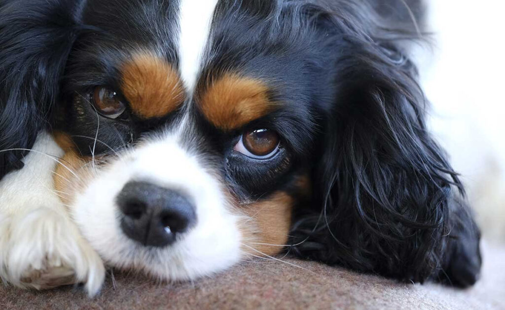 Wat zijn de nadelen van de Cavalier King Charles? 1 inconvenients cavalier king charles 060222 1200 738