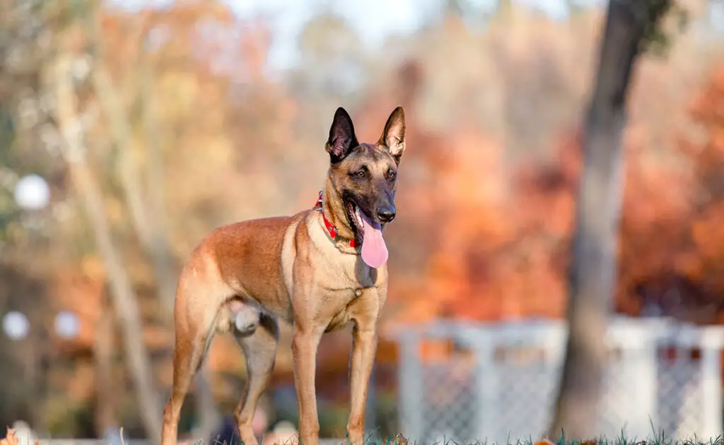 Wat zijn de nadelen van de Mechelaar? 1 inconvenients malinois 090421 1200 738