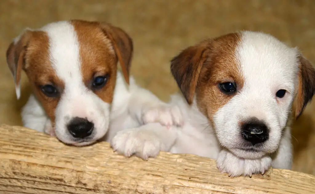 Hoeveel kost een Jack Russell bij een fokker? Welk jaarlijkse budget moet u plannen voor het onderhoud ervan? 1 jack russell 091608 1200 738