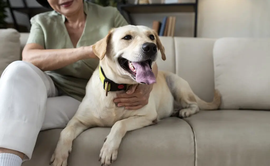 Een Labrador adopteren als je in een appartement woont: goed of slecht idee? 1 labrador appartement 091222 1200 738