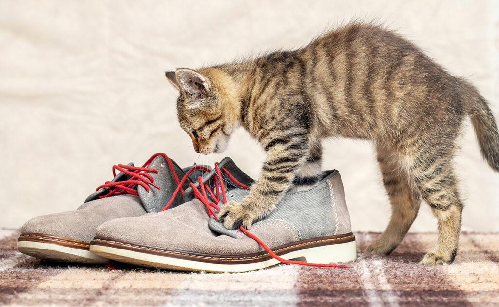 Top 8 kleding en accessoires die je moet vermijden als je een kat hebt! 1 lacets chat 061256 1200 738