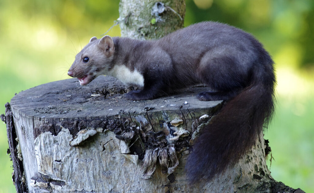 Hoe vechten tegen marters? 5 tips om er vanaf te komen! 3 lutter fouine 064721
