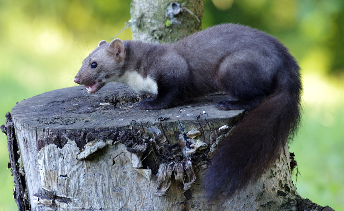 Hoe vechten tegen marters? 5 tips om er vanaf te komen! 3 Hoe vechten tegen marters? 5 tips om er vanaf te komen!