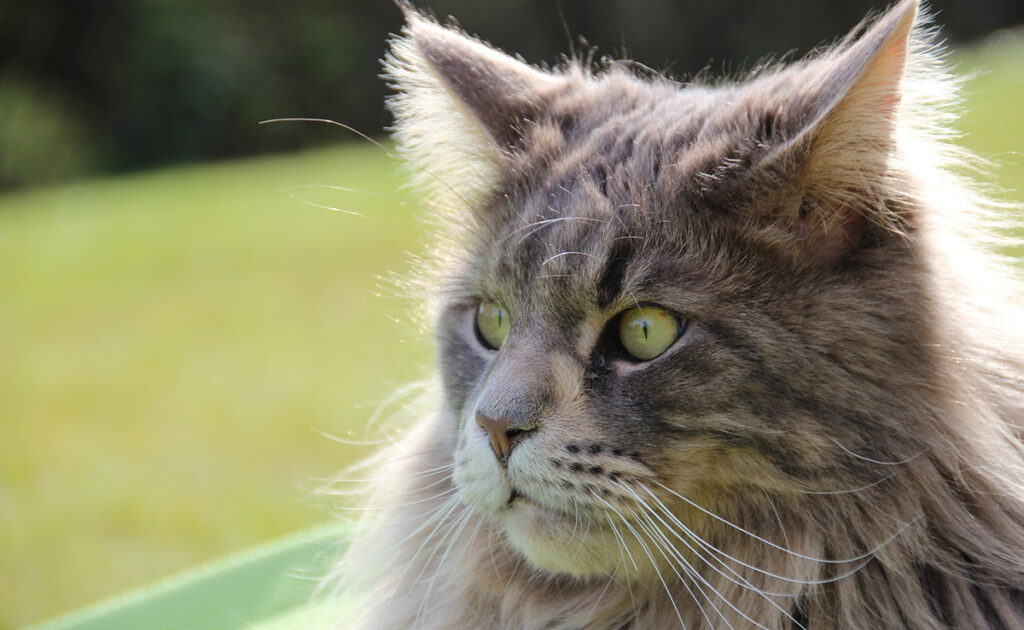 Maine Coon: karakter, opleiding, gezondheid, prijs | Kattenras 2 maine coon 195844 1200 738