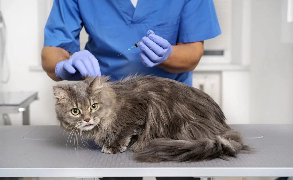 7 ziekten die bij katten over het algemeen dodelijk zijn! 1 maladie fatale chat 085302 1200 738