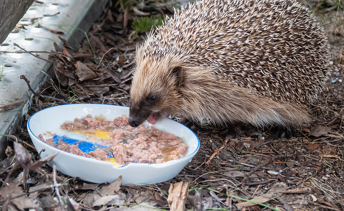 Hoe maak je een egelvoeder? 3 Hoe maak je een egelvoeder?