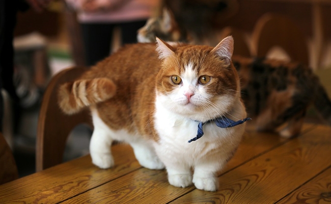 Munchkin: karakter, opleiding, gezondheid, prijs | Kattenras 1 munchkin 1 103242 650 400