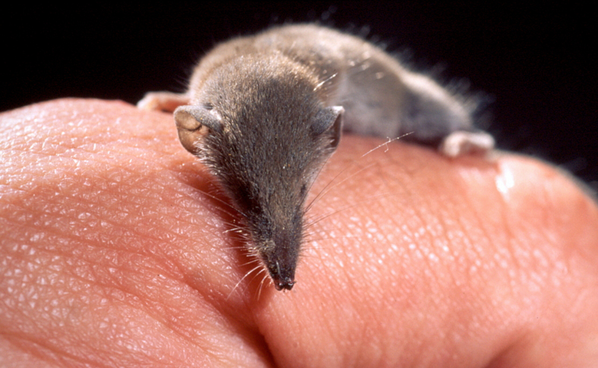 Etruskische spitsmuis, kleinste zoogdier ter wereld! Wie is zij? Hoe leeft ze? 3 Etruskische spitsmuis, kleinste zoogdier ter wereld! Wie is zij? Hoe leeft ze?