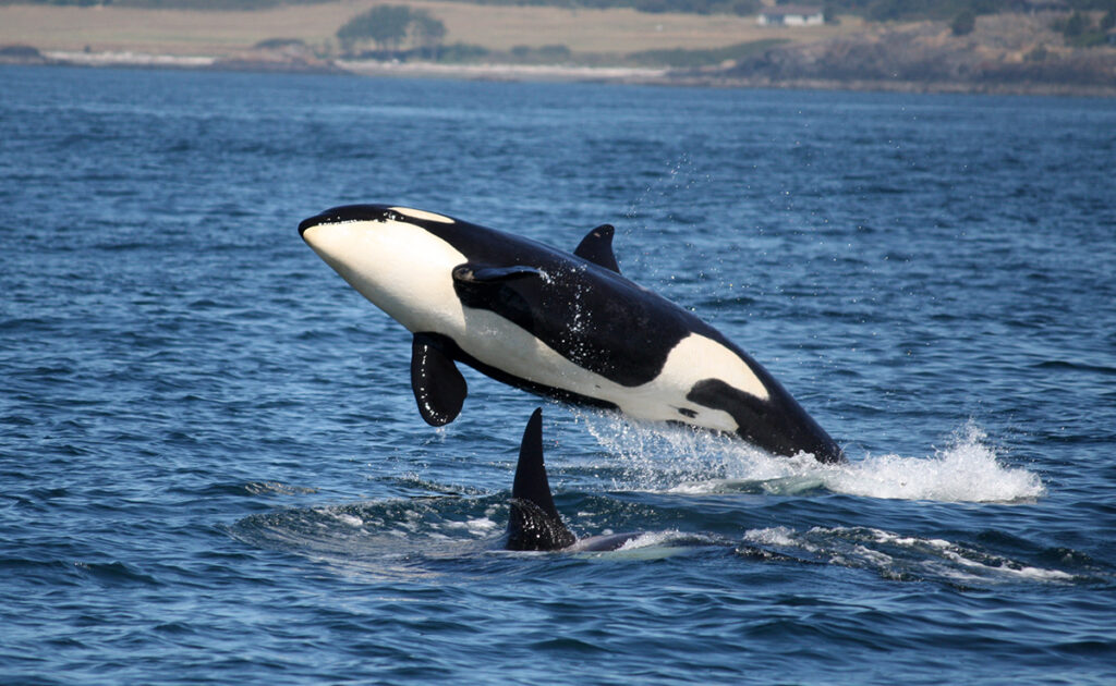 Wat zijn de verschillen tussen een orka en een dolfijn? Zijn orka's geen grote dolfijnen? 1 orque 061553