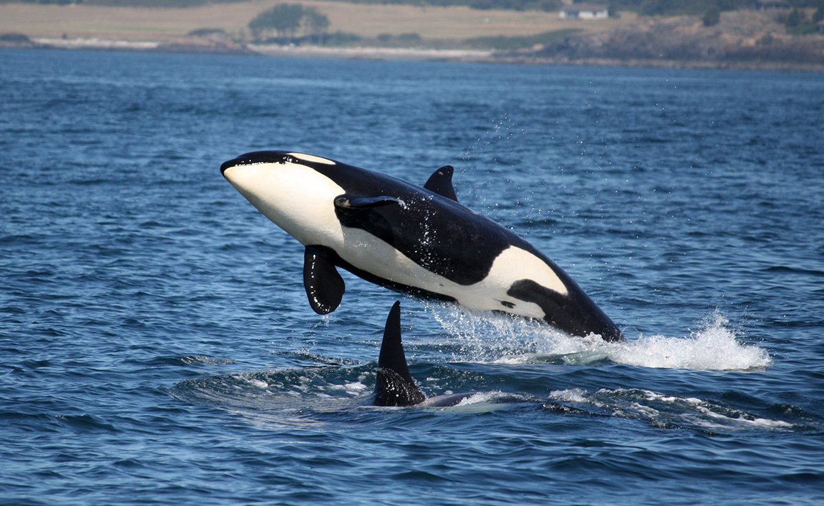 Wat zijn de verschillen tussen een orka en een dolfijn? Zijn orka's geen grote dolfijnen? 2 Wat zijn de verschillen tussen een orka en een dolfijn? Zijn orka's geen grote dolfijnen?