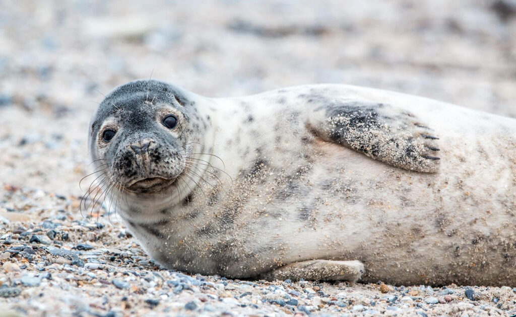 Wat is het verschil tussen een zeehond en een zeeolifant? 3 phoque 053310