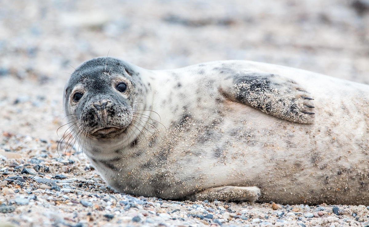 Wat is het verschil tussen een zeehond en een zeeolifant? 4 Wat is het verschil tussen een zeehond en een zeeolifant?